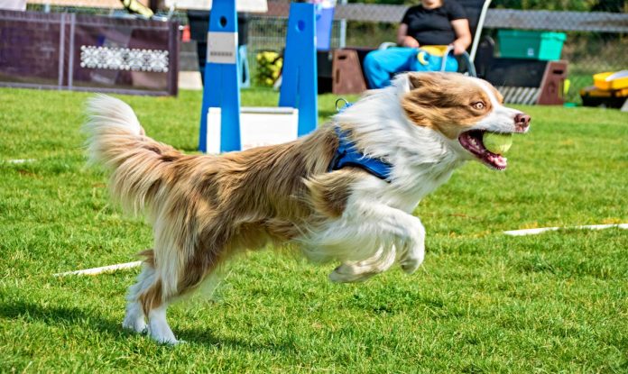 Flyball Flyball