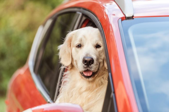 Noleggio auto partita iva forfettaria Noleggio auto partita iva forfettaria