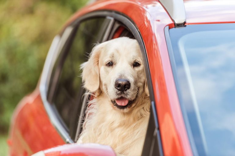 Noleggio auto partita iva forfettaria