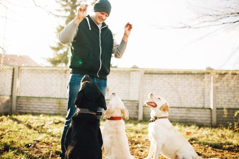 Rally obedience